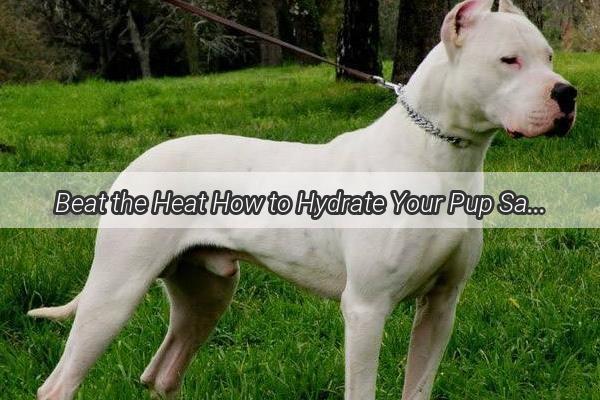 Beat the Heat How to Hydrate Your Pup Safely When They Overheat